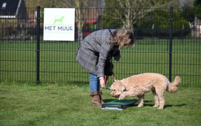Waarom een goede hondentraining zoveel verschil maakt