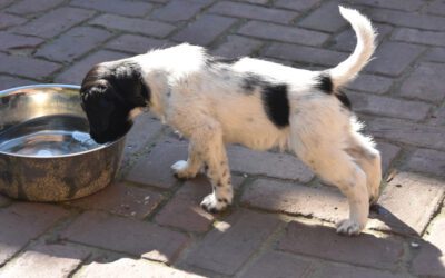 Waarom socialisatie zo belangrijk is voor je pup